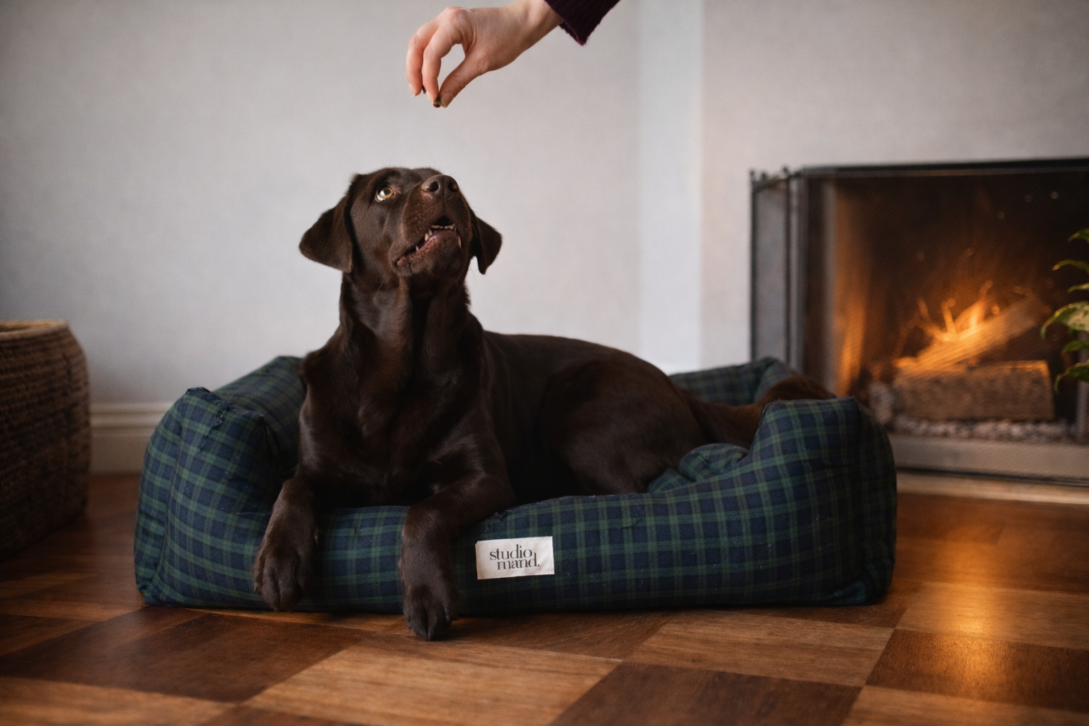 Duke - stijlvolle hondenmand met blauwe Schotse ruit