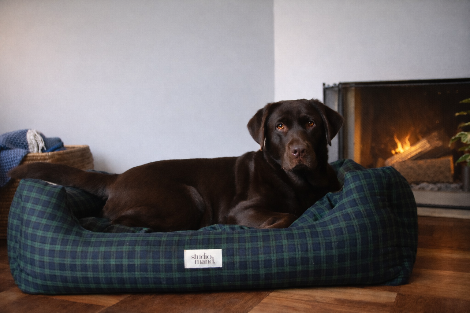 Duke - stijlvolle hondenmand met blauwe Schotse ruit
