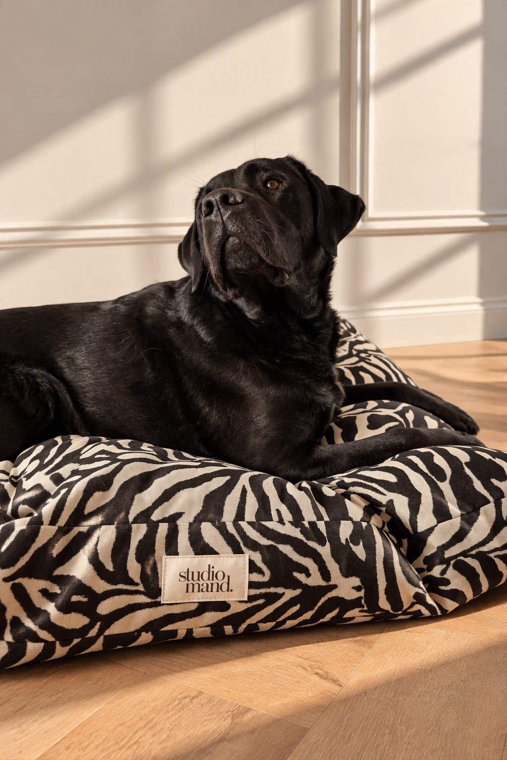 zebrakussen hond